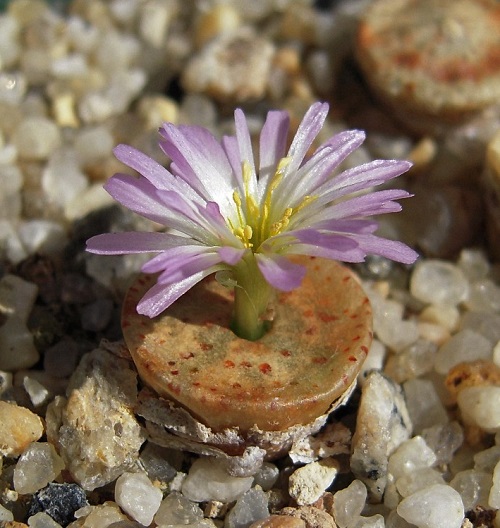 Greatest Conophytum Varieties 