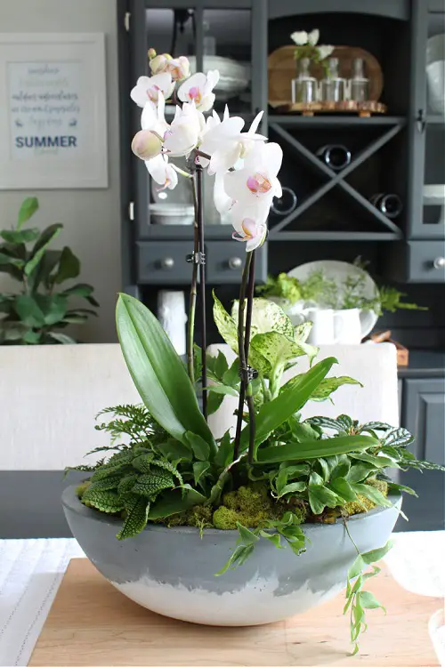 DIY Orchid Bowl Centerpiece Pot Ideas 1