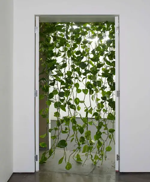 Amazing Ways to Display Pothos in Home