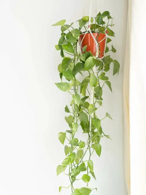 Useful Stunning Ways to Display Pothos in Home 9