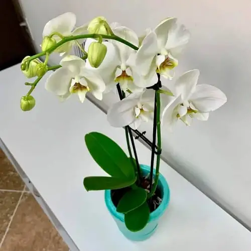 best Self-Watering Pot