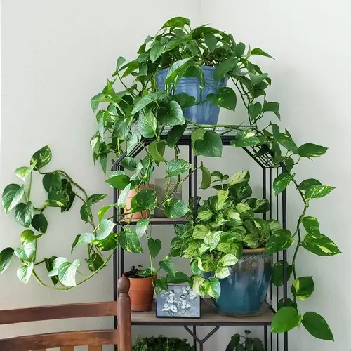 Useful Ways to Display Pothos in Home 11