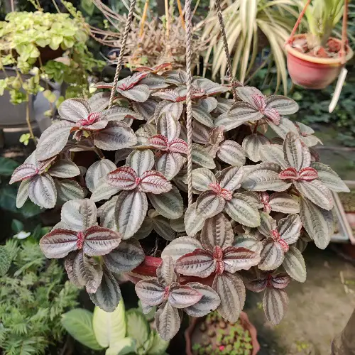 Top Pilea Plants for Hanging