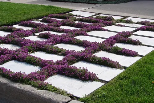 Creeping Thyme Lawn Ideas in garden 7