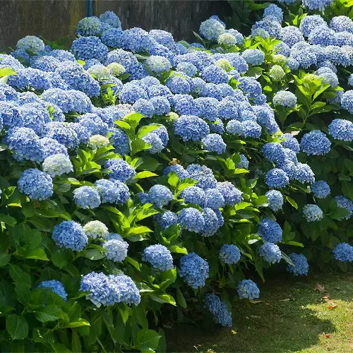 Top best Purple Hydrangea Varieties Types