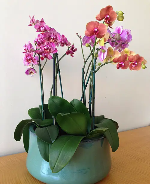 Beautiful Ceramic Orchid Planter