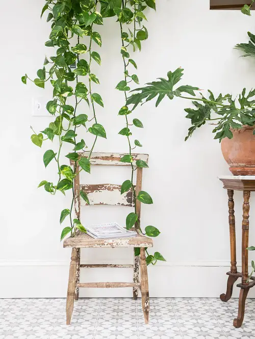 Amazing Stunning Ways to Display Pothos in Home 10 