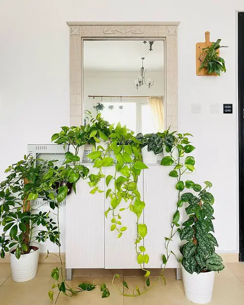 Unique Stunning Ways to Display Pothos in Home 20