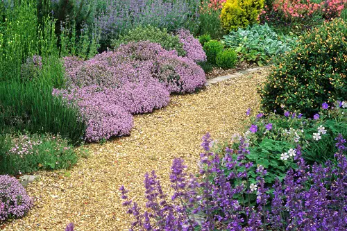 purple Creeping Thyme Lawn Ideas 19