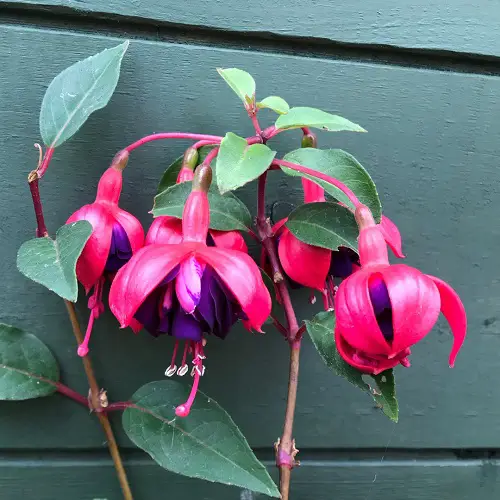 Variety Colours in Fuchsia