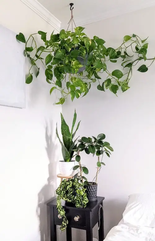Amazing Ways to Display Pothos in Home 17