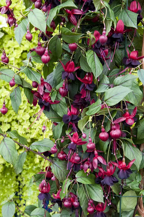 lovely Variety Colours in Fuchsia