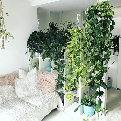 Stunning Ways to Display Pothos in Home 22