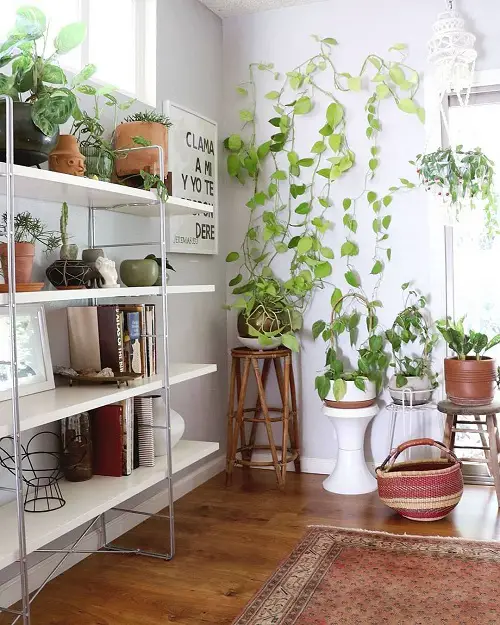 Attractive Stunning Ways to Display Pothos in Home 29