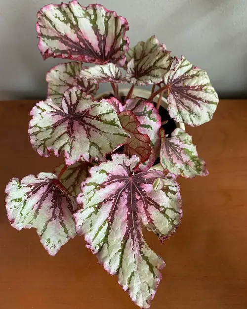 top Beautiful Pink Tropical Plants