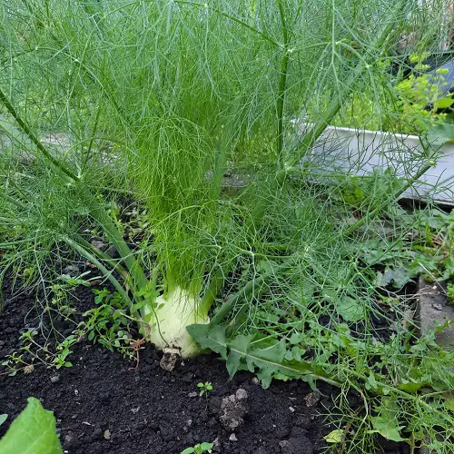 Herbs you should never buy 13