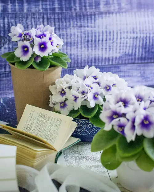 Force African Violets to Bloom Better and Fuller