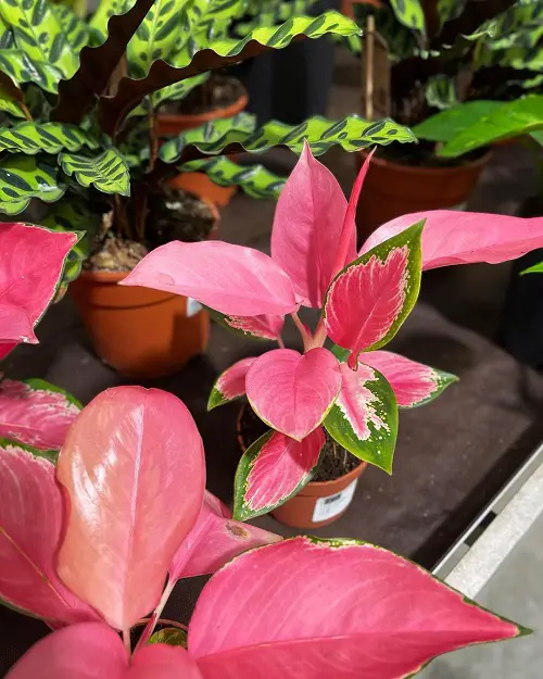 lovely Beautiful Pink Tropical Plants