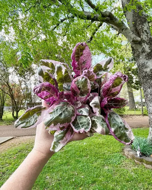 Most Beautiful Pink Tropical Plants