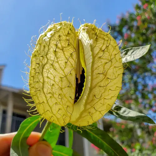 Strange Plants With a Buttocks-Resemblance