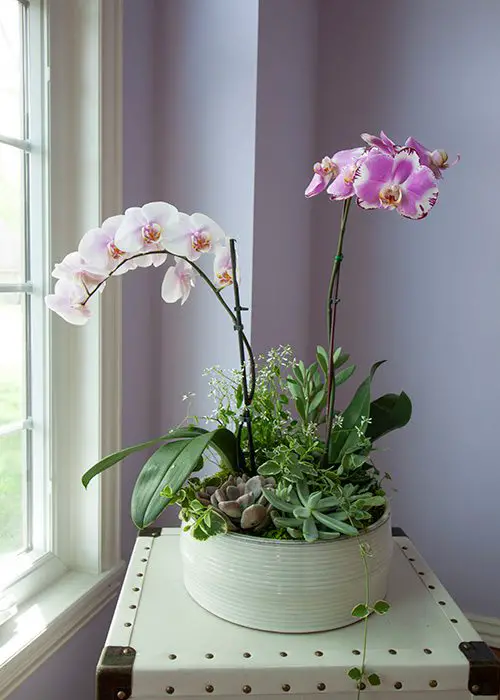 DIY Simple Orchid Planter Pot Ideas 3