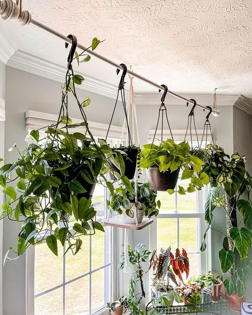 Stunning Ways to Display Pothos in Home 4