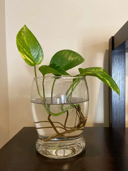 How to Propagate Pothos in Water
