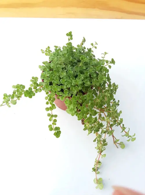 Hanging Pilea Plants