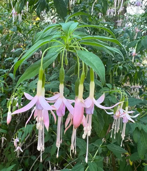 Magnificent Pink Tropical Plants