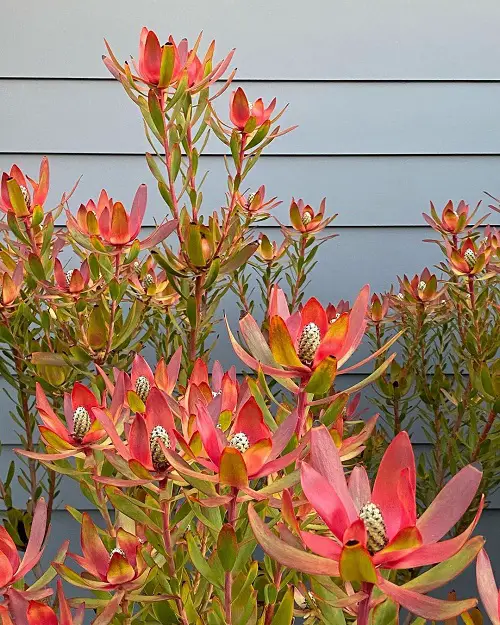 Best Long Lasting Flowers for Yard and Garden 14