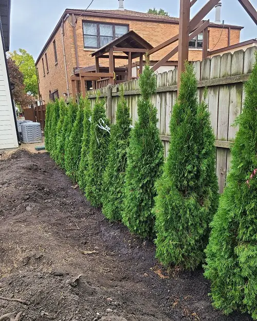 Is There a Systematic Way to Plant Emerald Green Arborvitae
