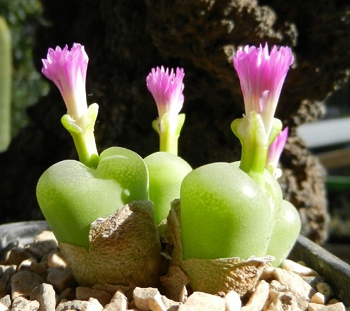  Types of Conophytum Varieties