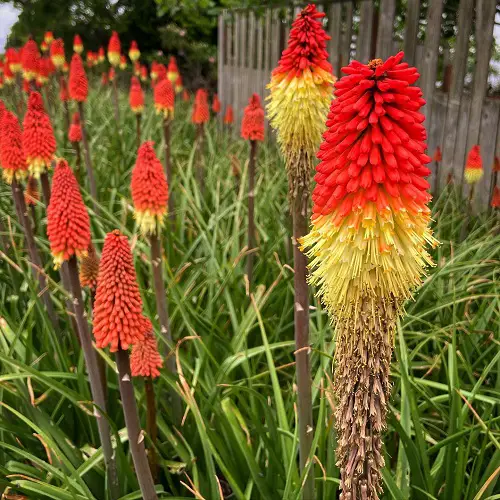 Best Long Lasting Flowers for Yard and Garden 10