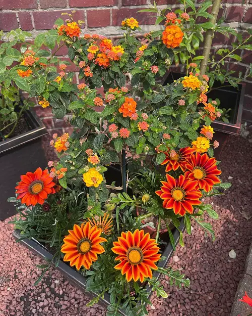 Best Long Lasting Flowers for Yard and Garden 12