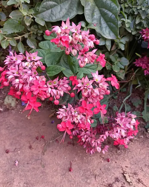 best Lovely Vibrant Pink Tropical Plants
