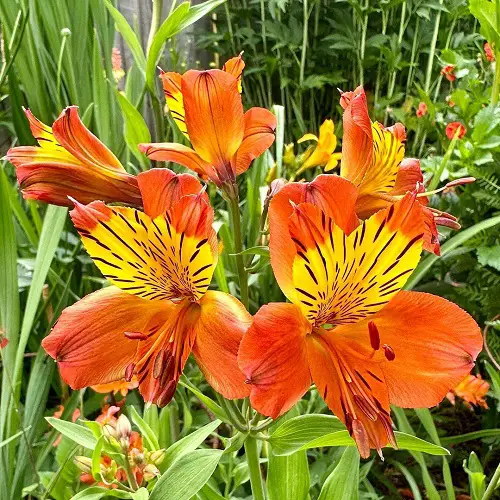 Best Long Lasting Flowers for Yard and Garden 6