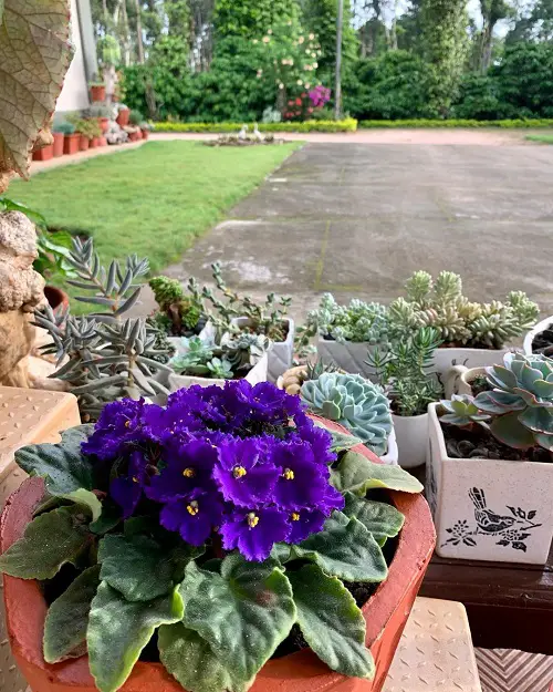 Keep them Warm to Force African Violets to Bloom 5