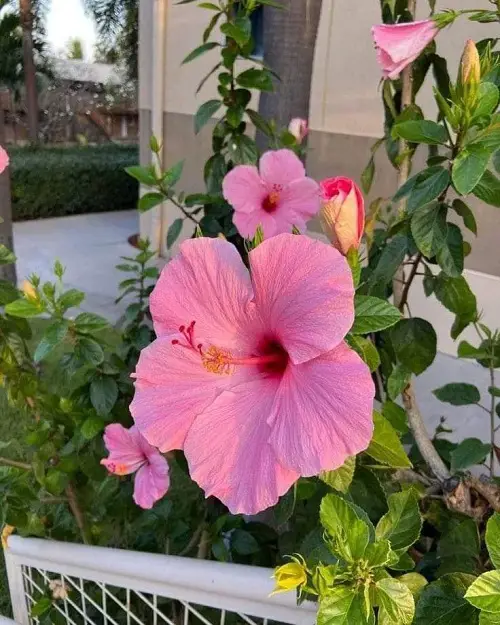 Hibiscus Flower Tattoo Meaning and Ideas