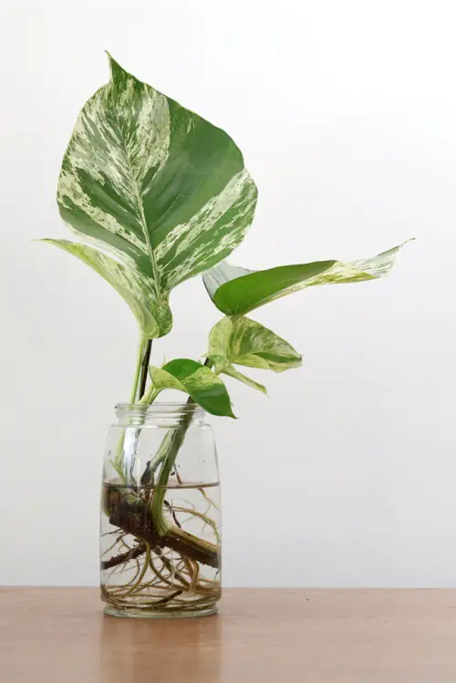 Best Fertilizer for Growing Pothos in Water