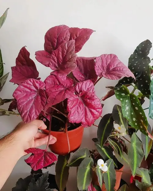 Beautiful Pink Tropical Plants
