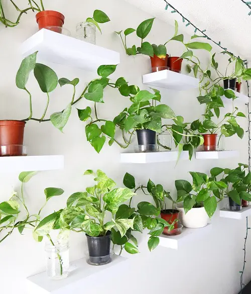 Amazing Ways to Display Pothos in Home