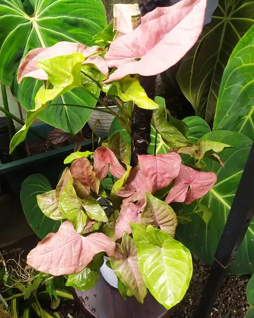 Beautiful Pink Tropical Plants in garden