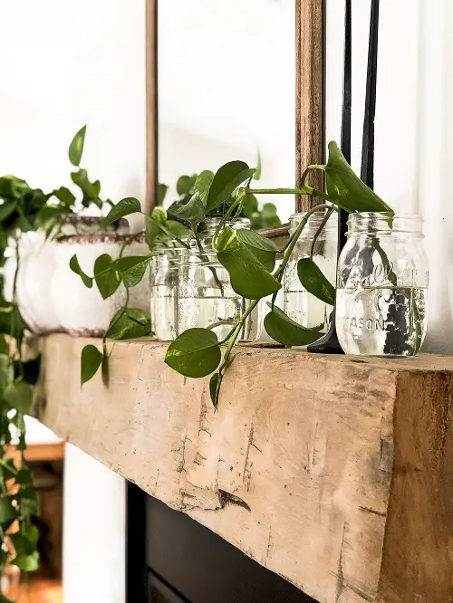 Useful Ways to Display Pothos in Home 7