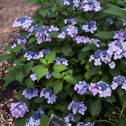 Purple Hydrangea Varieties 