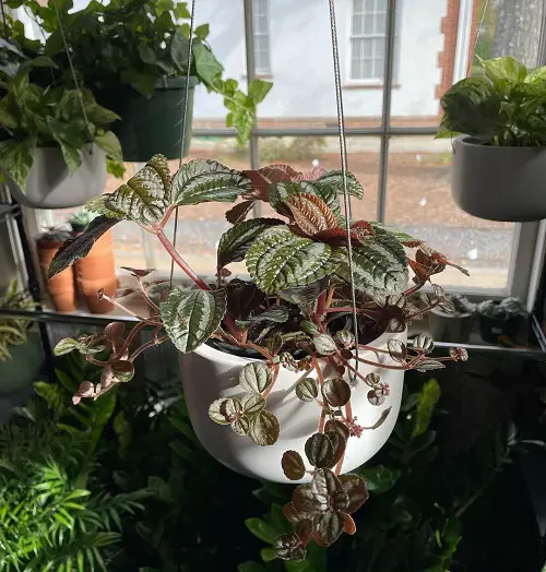 Best Hanging Pilea Plants near Window 