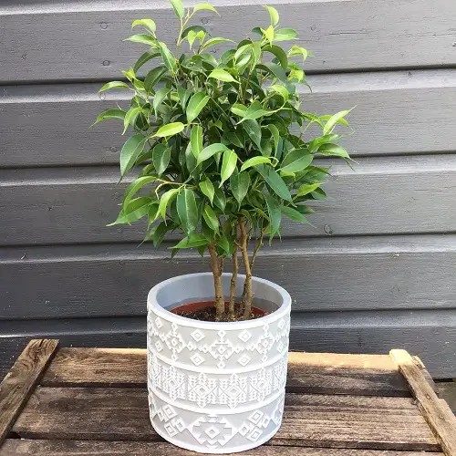 Amazing Best Ficus Benjamina Varieties You Can Grow