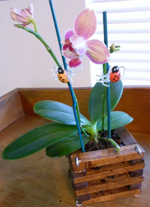 DIY Wooden Pot for Orchids Ideas 7