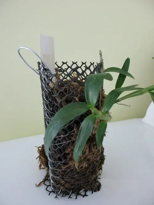 Plastic Mesh Orchid Planter