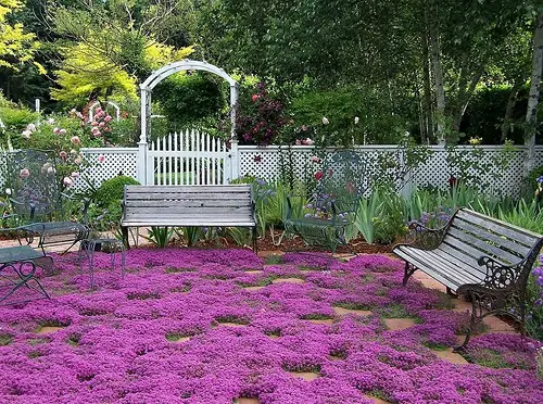 Useful Creeping Thyme Lawn Ideas 9