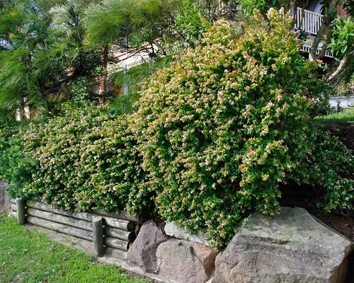 The Most Attractive Flowers to Put on Hedges in garden